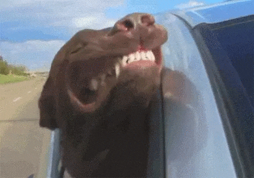 коричневая собака в окне автомобиля