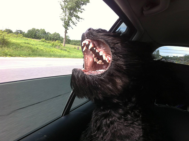 черная собака в машине