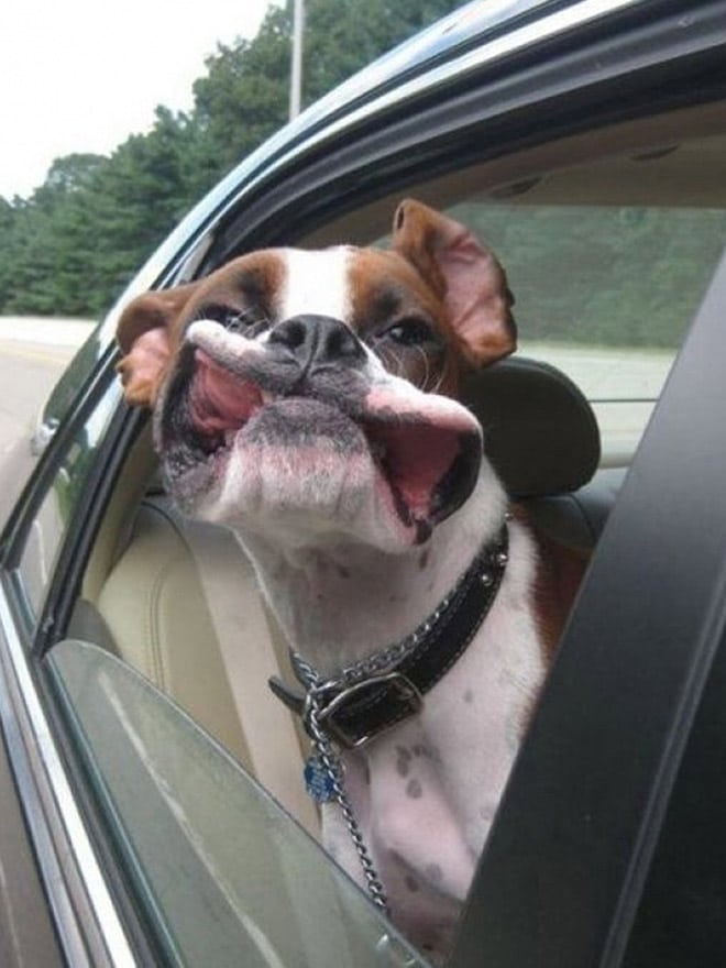 собака в окне машины