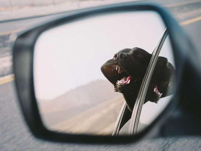 отражение собаки в зеркале авто