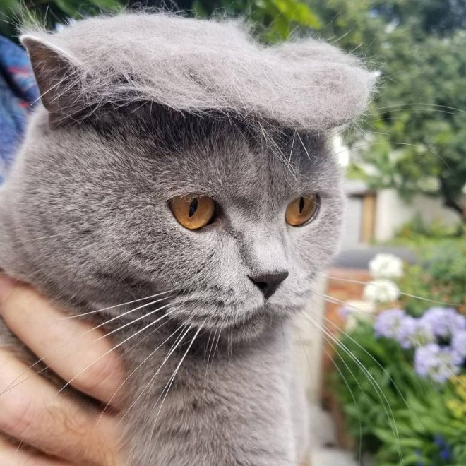 серый кот