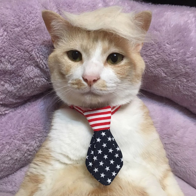 кот с галстуком