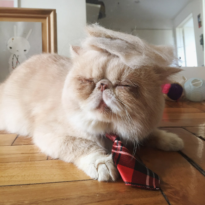 кот с красным галстуком