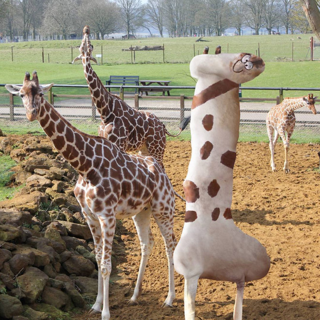 жираф фотошоп