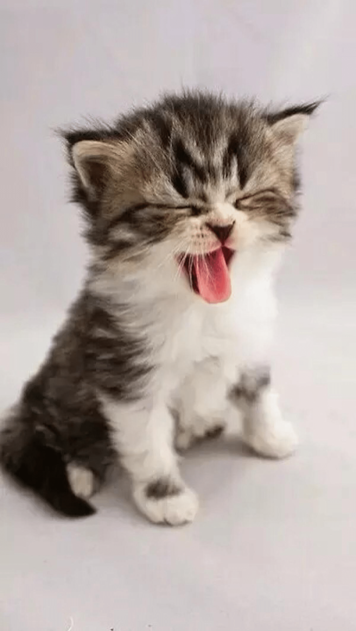 фото зевающего котенка