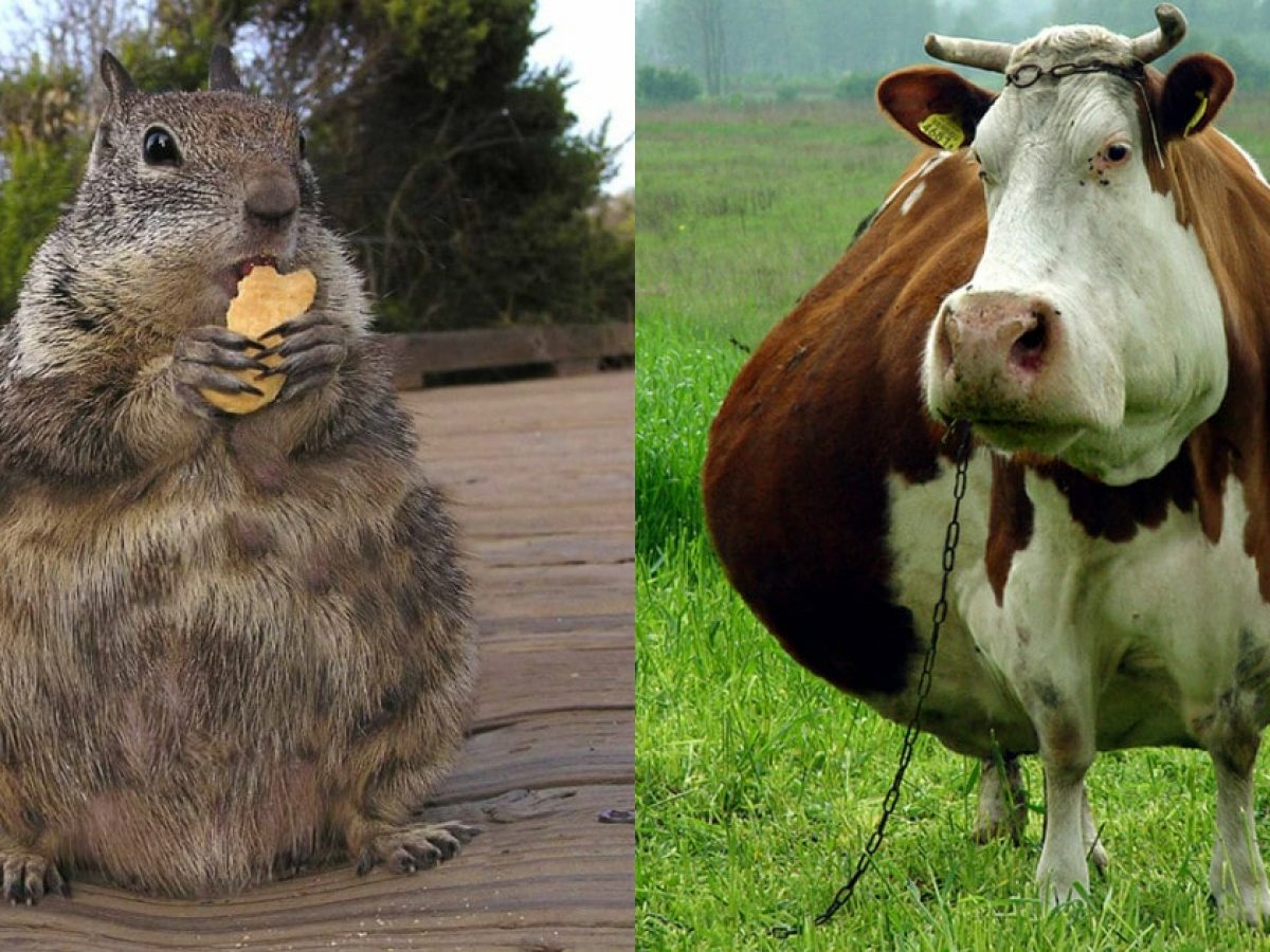 Какое животное самое толстое. Жирные животные. Самые жирные животные.