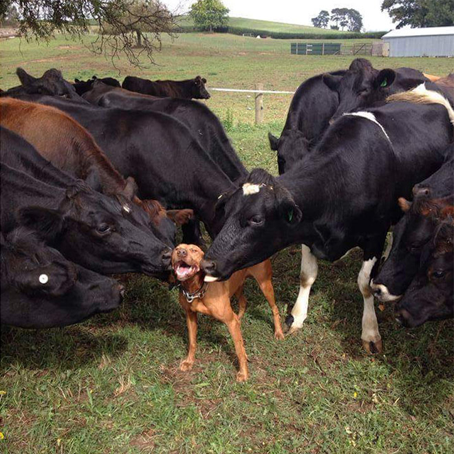 коровы облизывают собаку