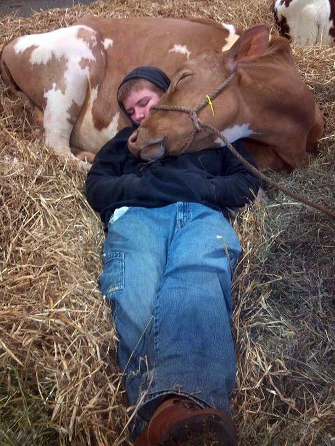 парень спит вместе с коровой