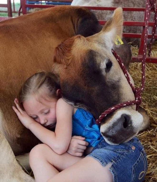 девочка спит на корове