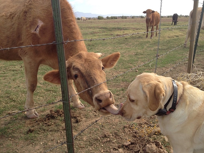 коровы облизывает нос собаке