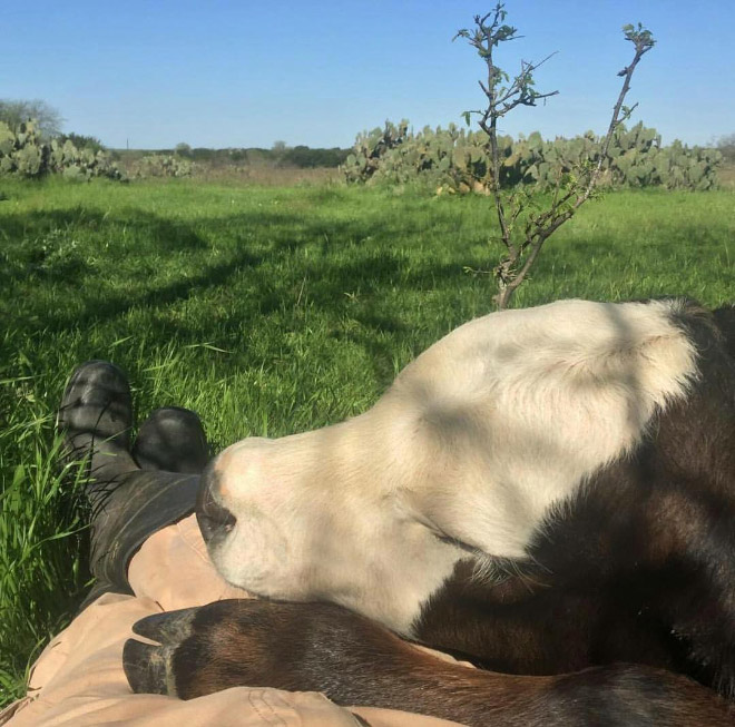 корова спит на ногах у человека