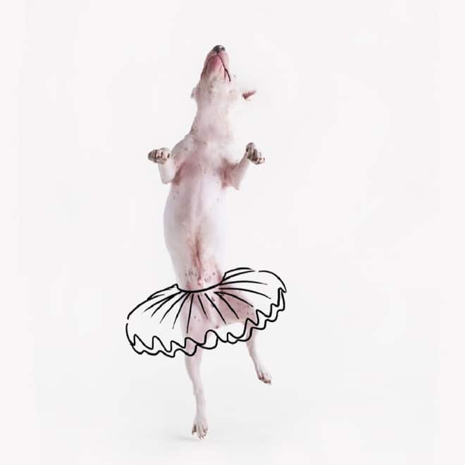собака в образе балерины