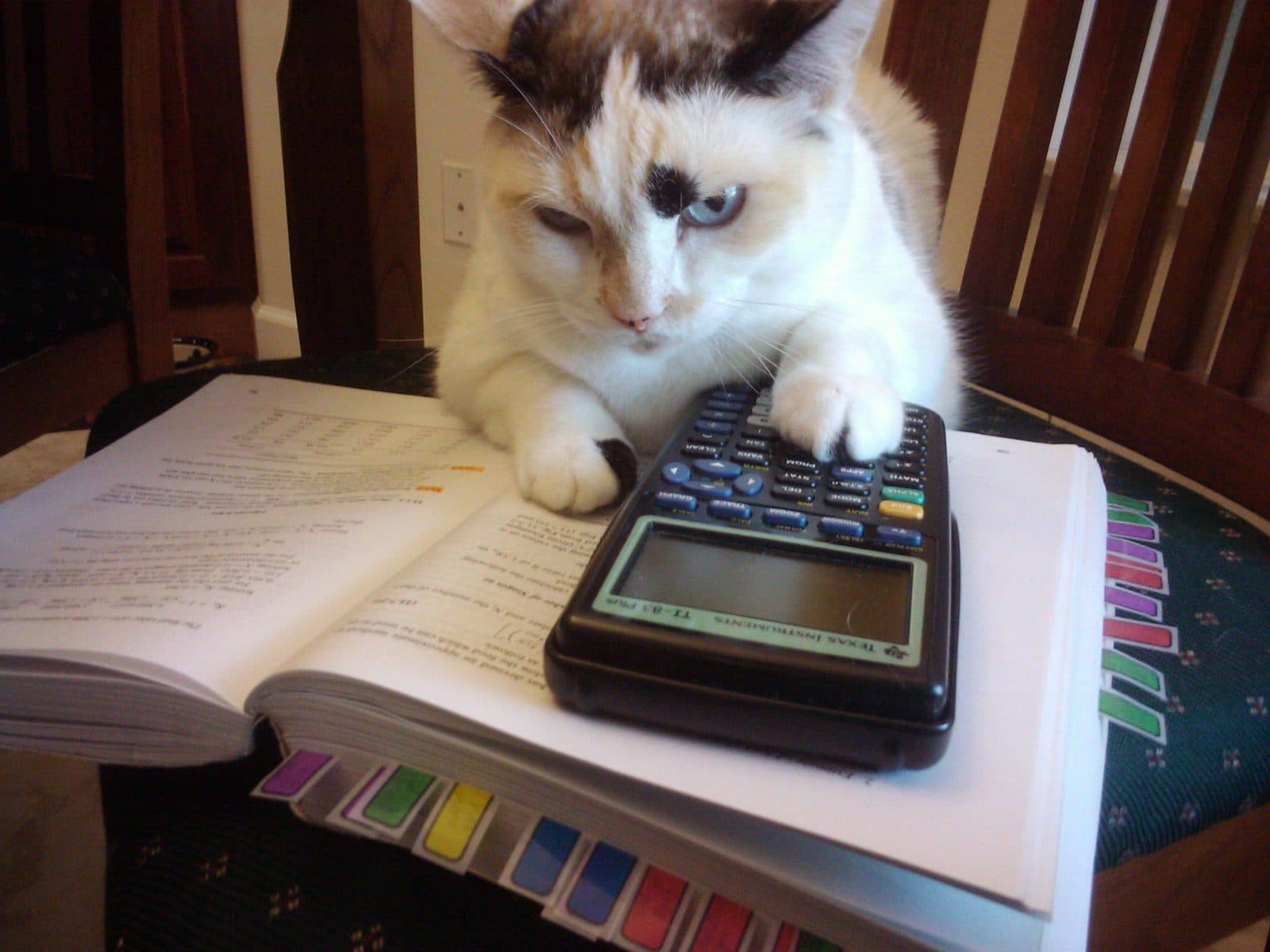 кот с калькулятором