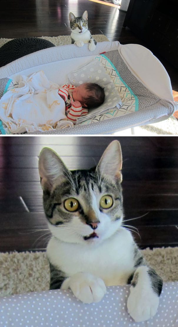 кот увидел младенца