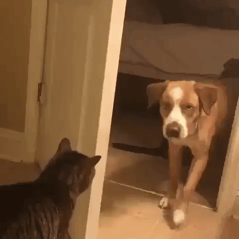 кот закрывает дверь перед собакой