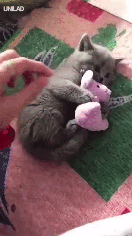 серый котенок с игрушкой