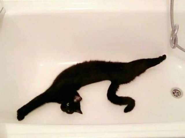 черный кот в ванне