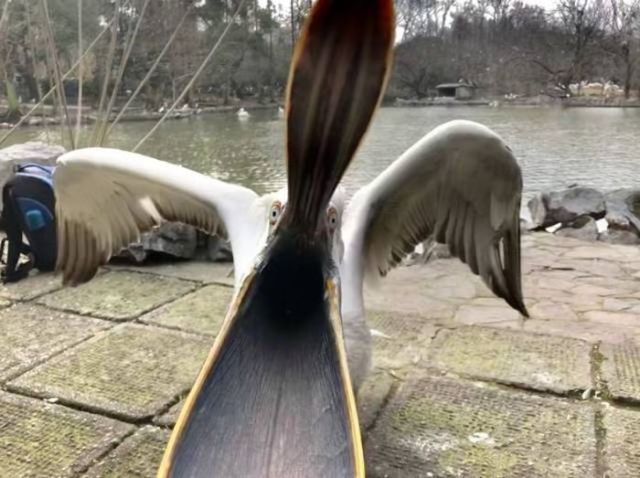 пеликан с открытым клювом