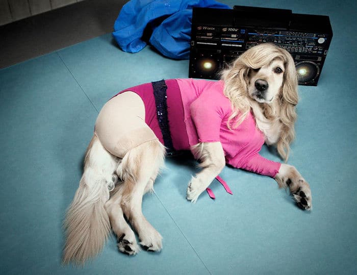 Мадонна фото собака рис 3