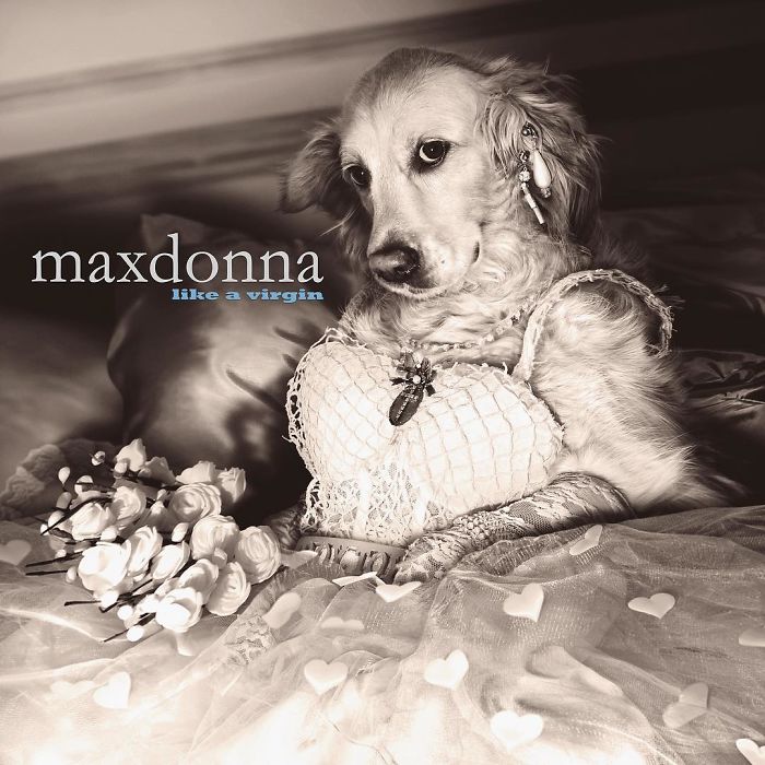 Мадонна фото собака рис 4
