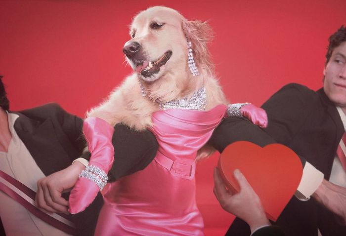 Мадонна фото собака рис 5