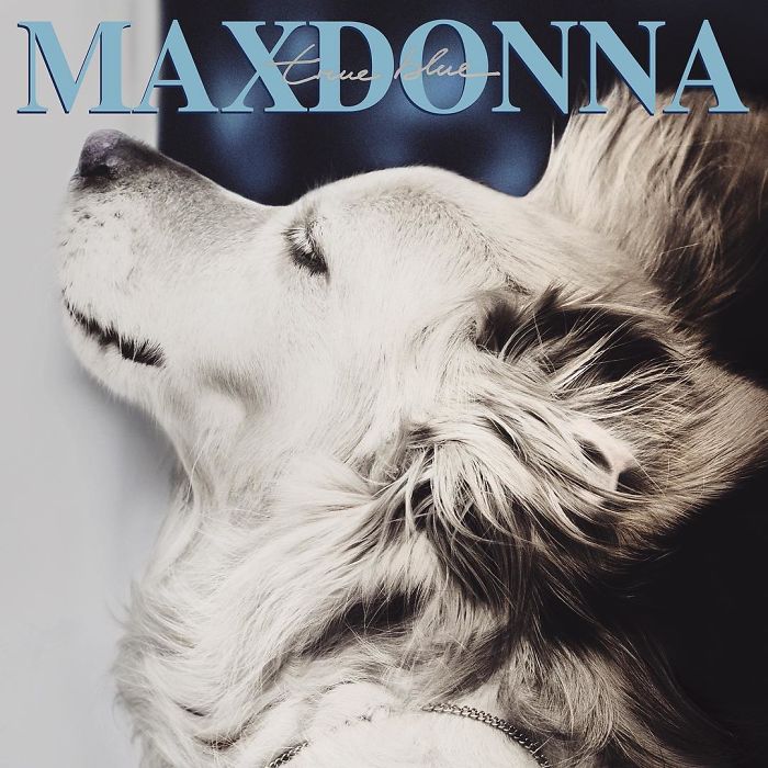 Мадонна фото собака рис 7