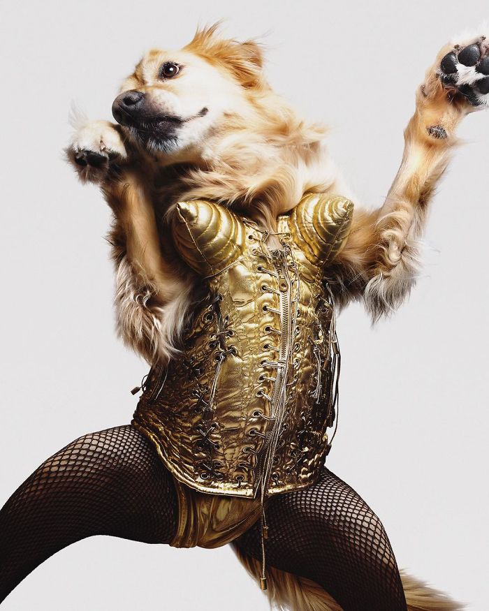 Мадонна фото собака рис 8