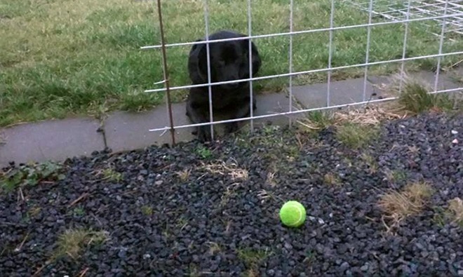 пес и мяч