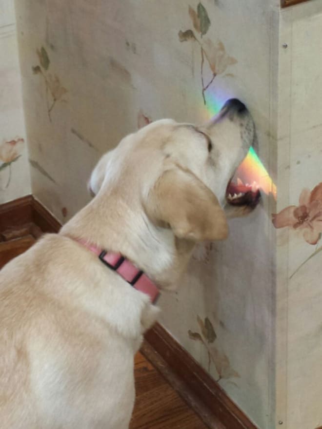 пес и радуга