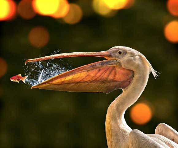 пеликан ловит рыбу