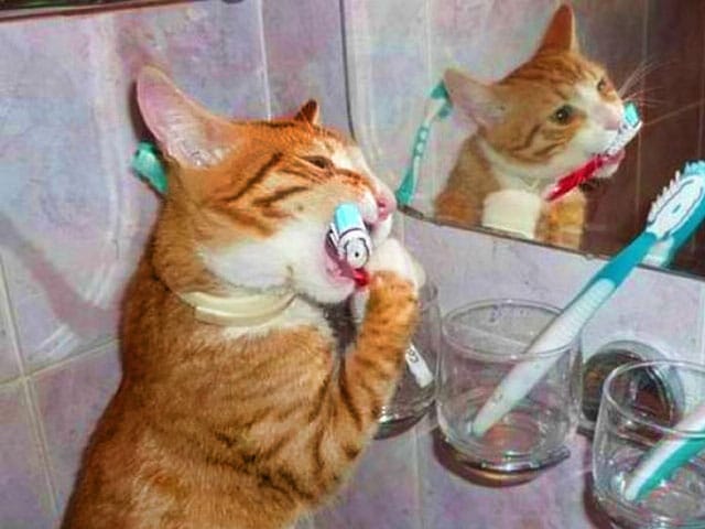 рыжий кот чистит зубы