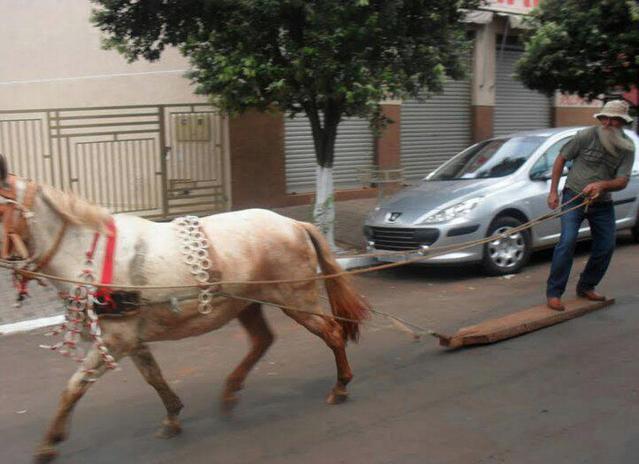 лошадь на дороге