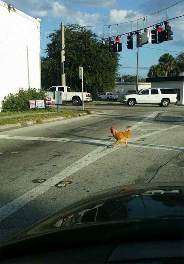 курица переходит дорогу