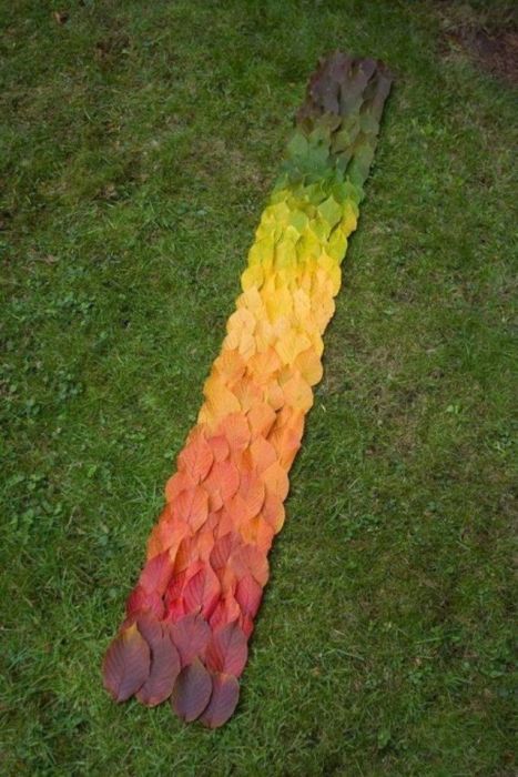 разноцветные листья