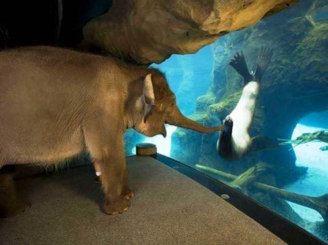 слоненок и морской котик