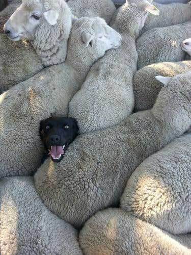 собака в стаде овец