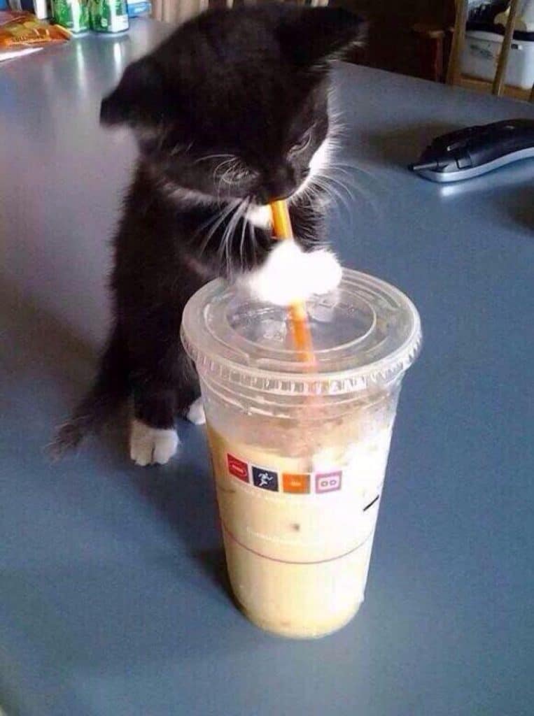 черный котенок пьет через соломинку