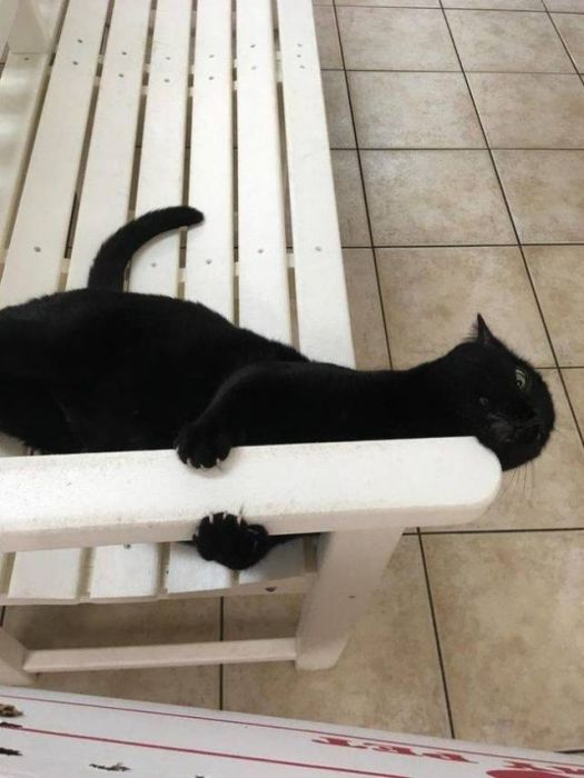 черный кот на скамье