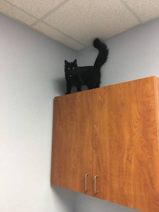 черный кот на шкафу