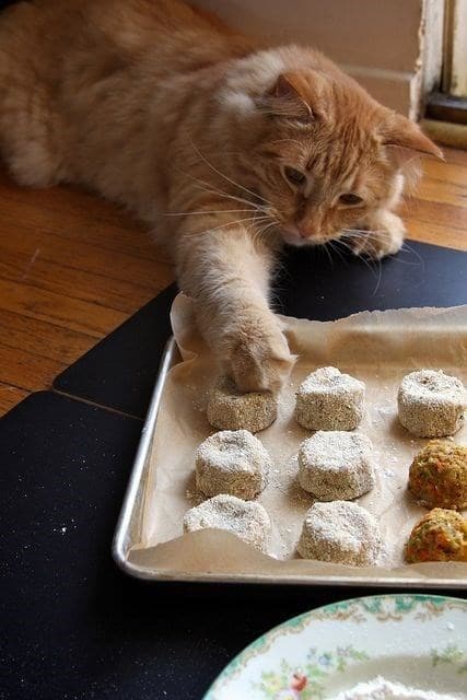 рыжий кот и печенье
