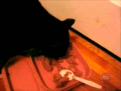 черный кот ест