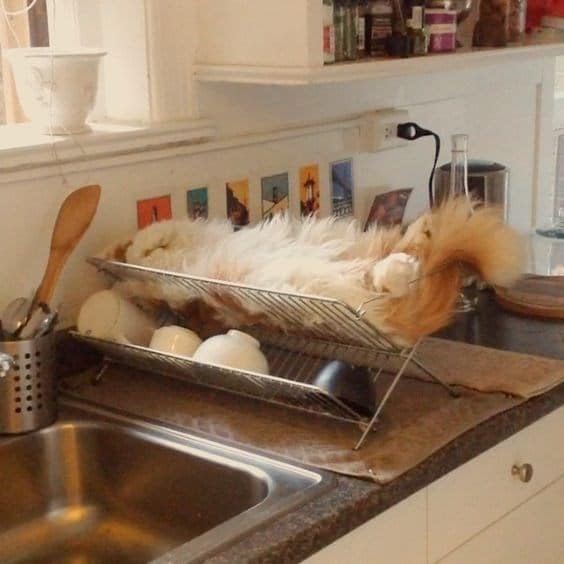 рыжий кот спит в кухне
