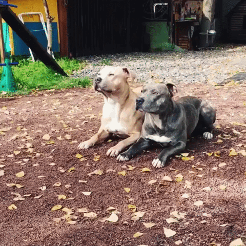 две собаки
