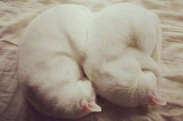 белые коты спят