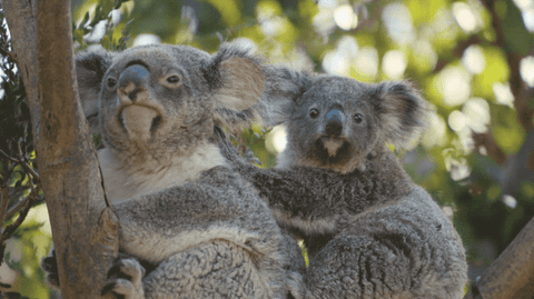 две коалы на дереве