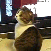 кот удивлен