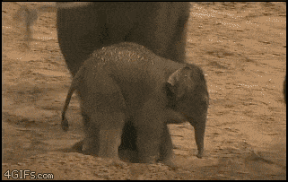 слон толкает слоненка