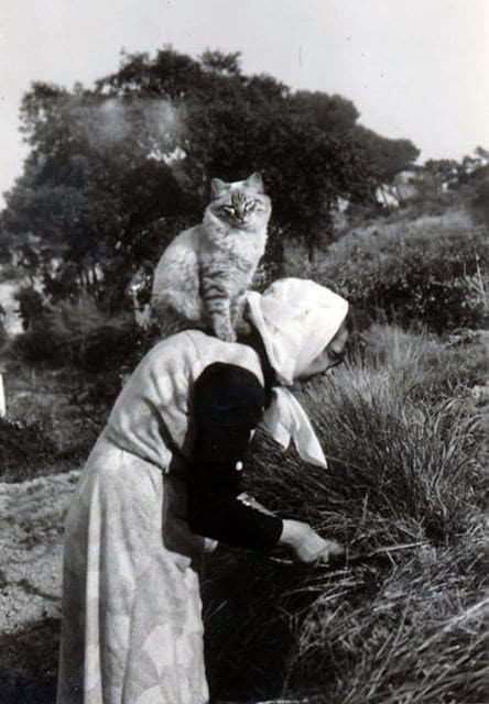 кот сидит на спине у женщины