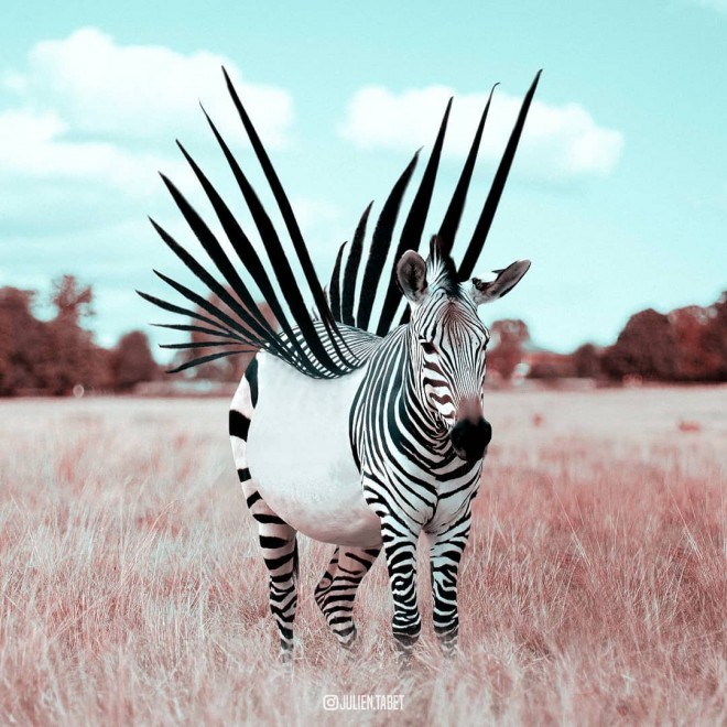 отфотошопленная зебра