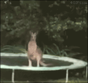 прыжок кенгуру